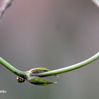 Lady bug - Mariquita