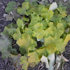 Citronelle Heuchera Plant