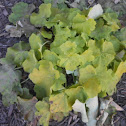 Citronelle Heuchera Plant