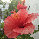 Hibiscus