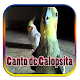 Download Canto de Calopsita For PC Windows and Mac 1.0