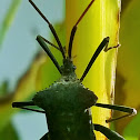 Giant Leaf-footed Bug