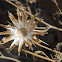 Eryngio Star Thistle