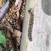 Eastern Tent Caterpillar