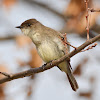 Eastern Phoebe