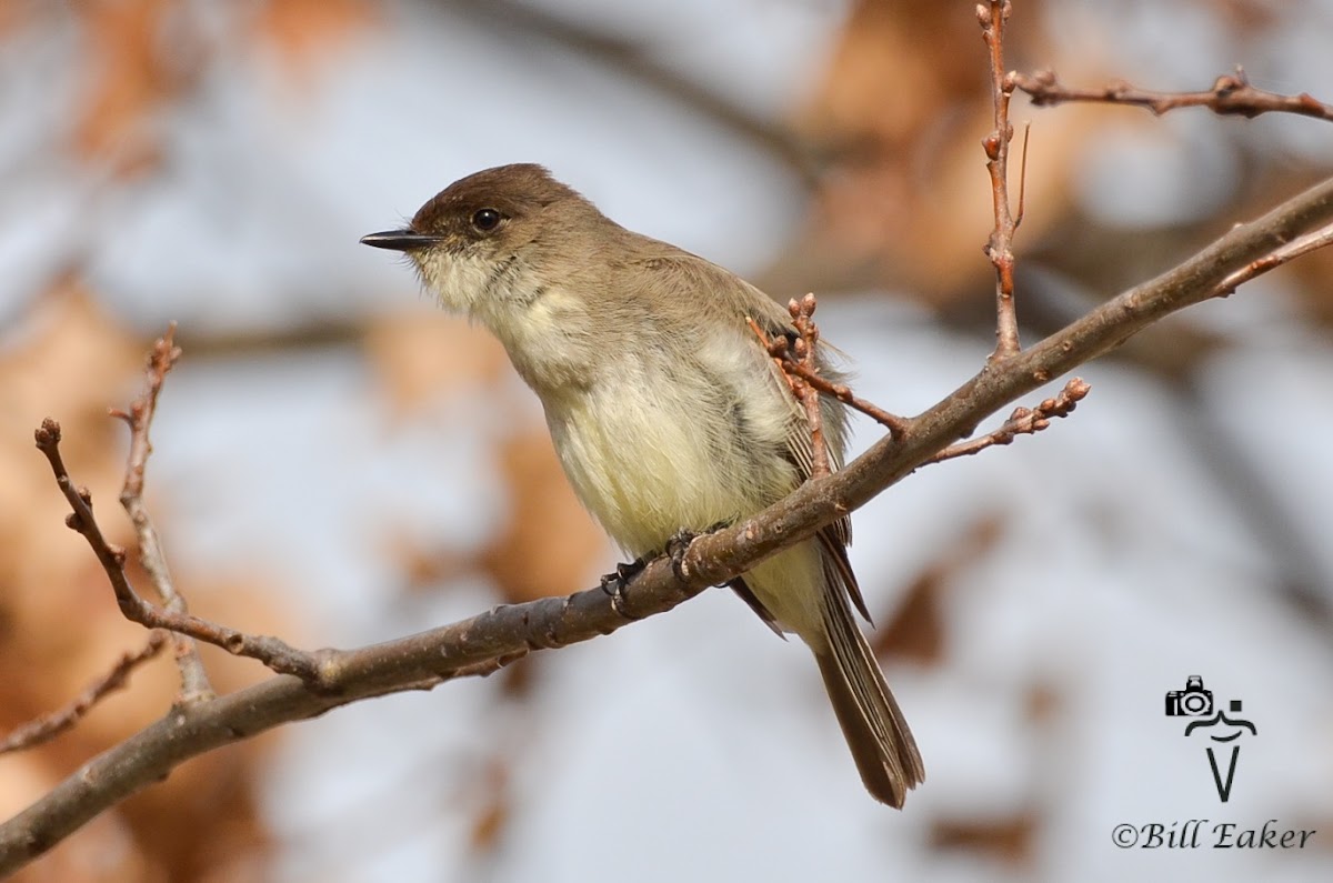 Eastern Phoebe