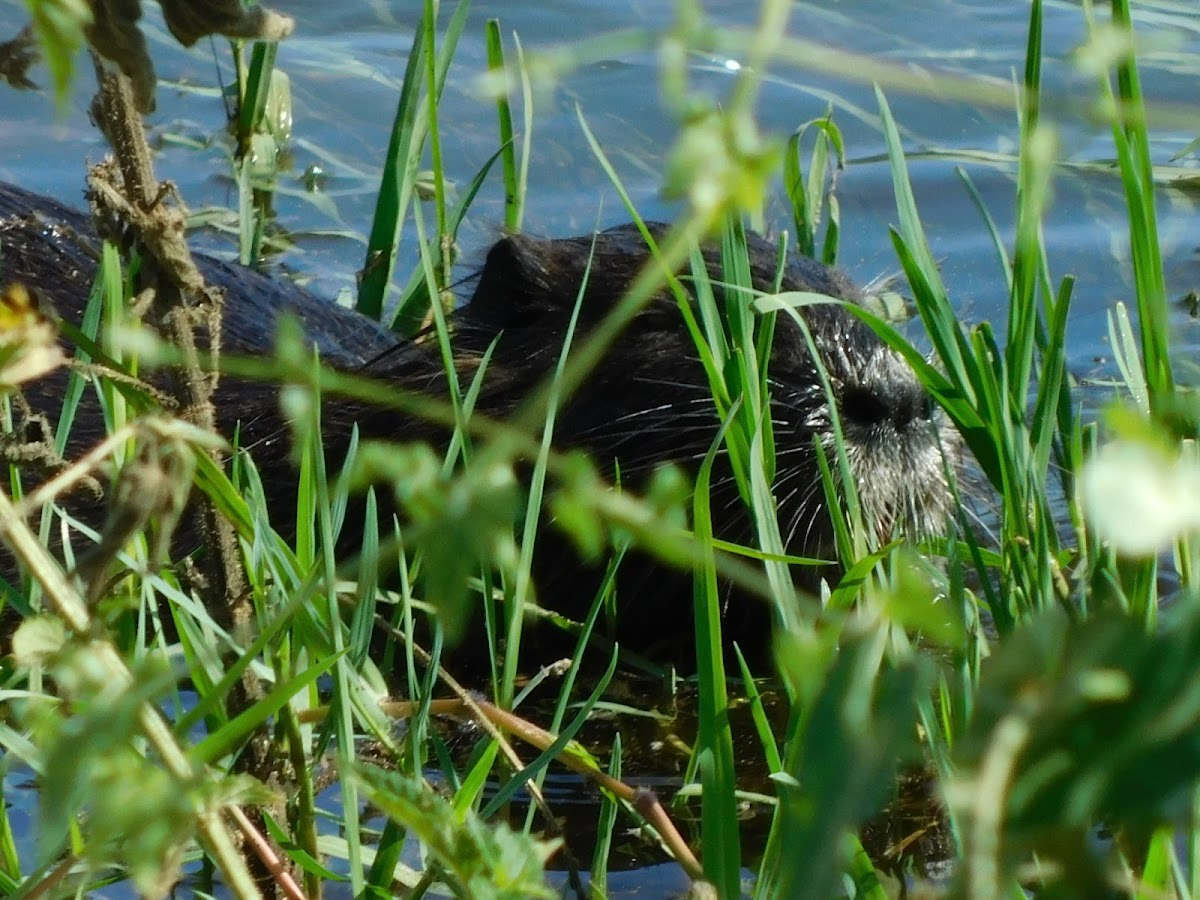 Nutria