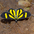 Cyllopoda claudicula