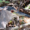 Black-crowned Night Heron