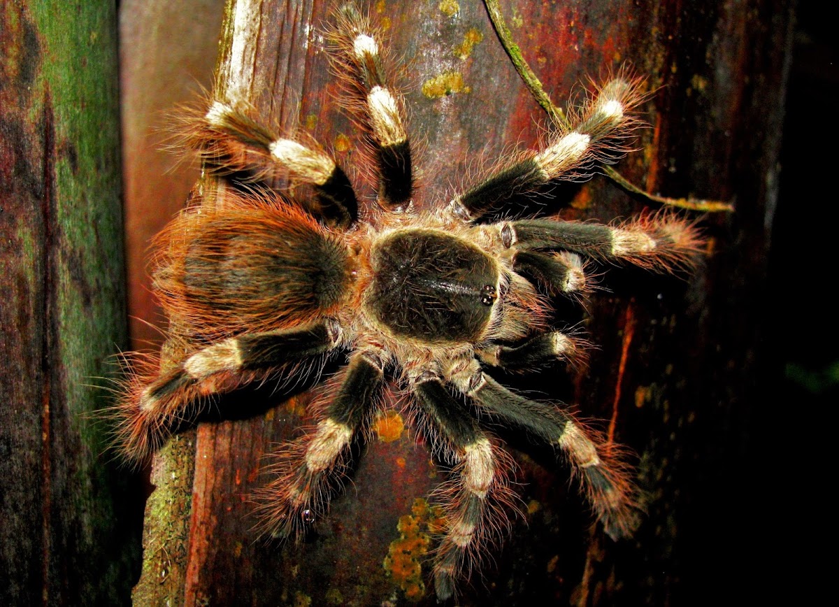 Brazilian whiteknee tarantula