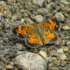 Pearl Crescent