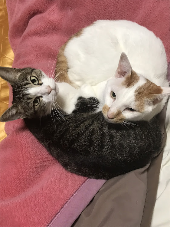 ミニ ハッチバックの愛猫紹介・CT愛猫部・1日1猫に関するカスタム事例の投稿画像2枚目