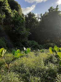 terrain à Sainte luce (972)