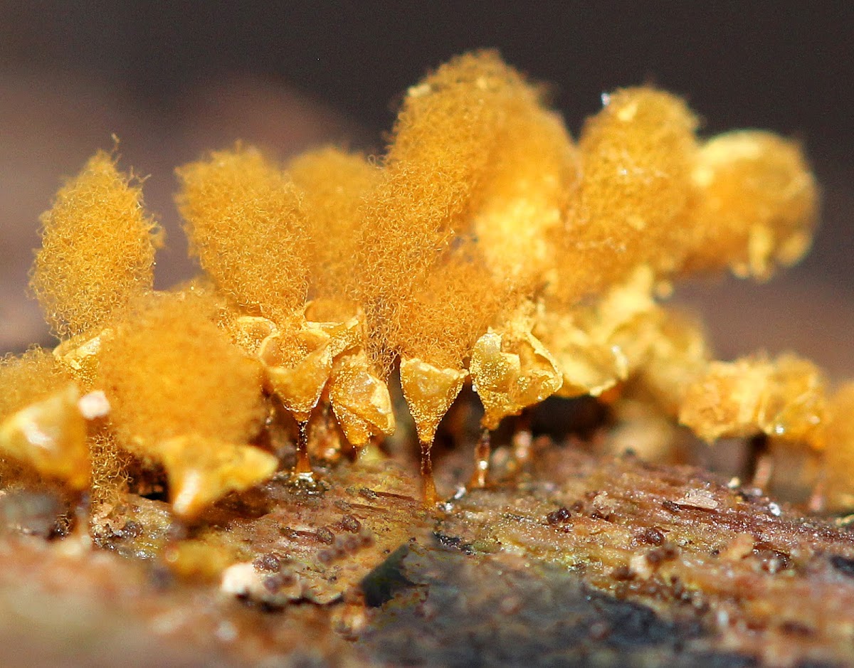 Hemitrichia Calyculata