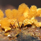 Hemitrichia Calyculata