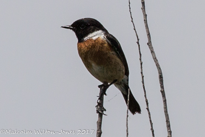 Stonechat; Tarabilla Común