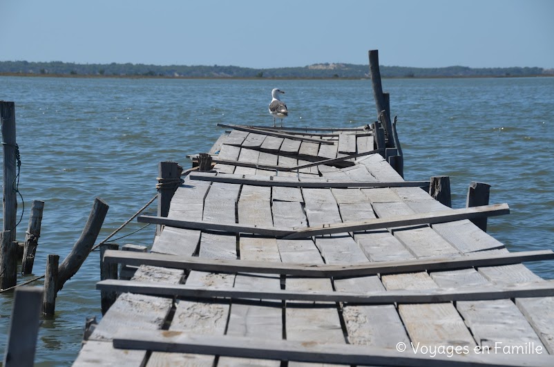 Carrasqueira, Comporta