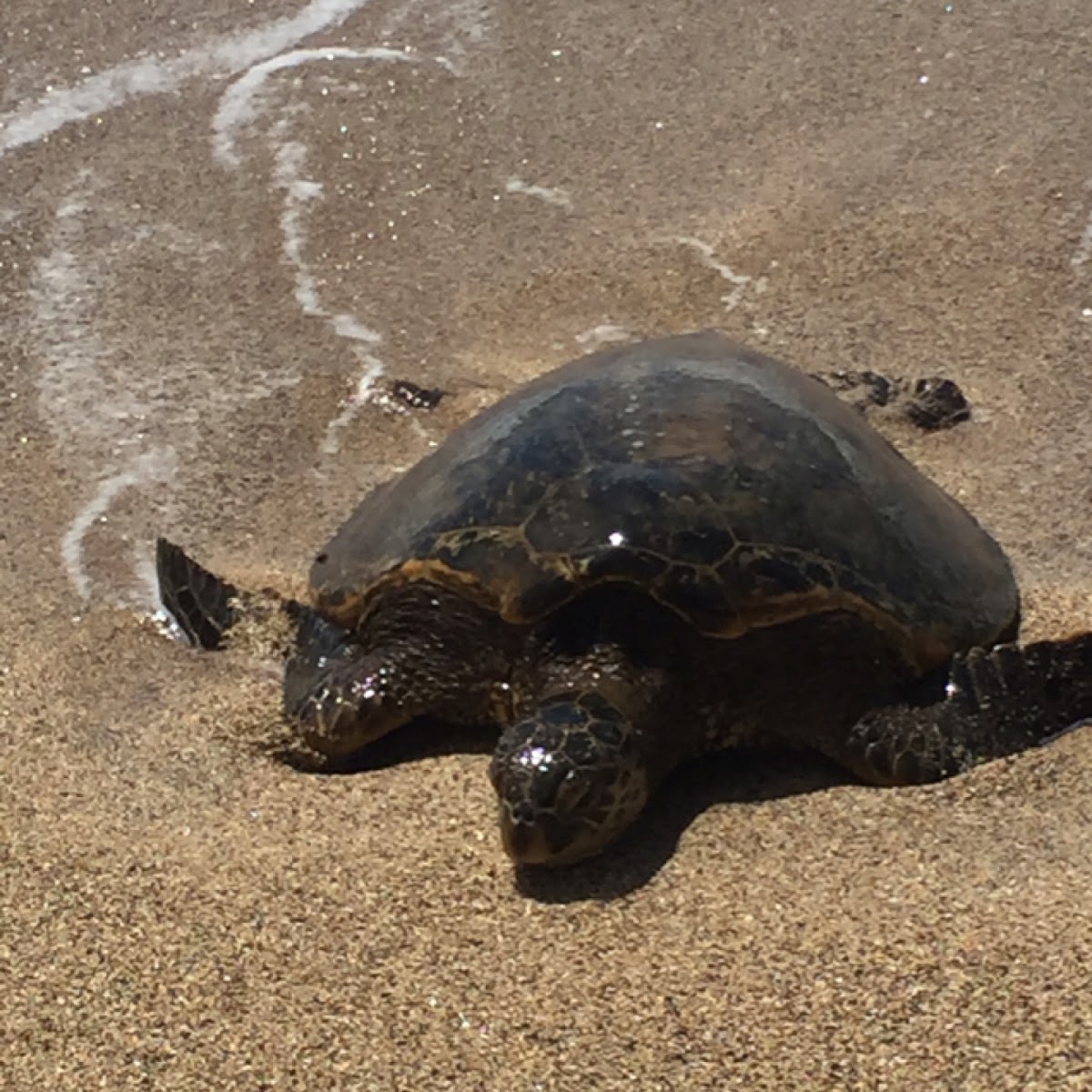 Hawaiian Green Sea Turtle