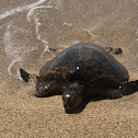 Hawaiian Green Sea Turtle