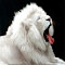 Imagem do logotipo de White Lion