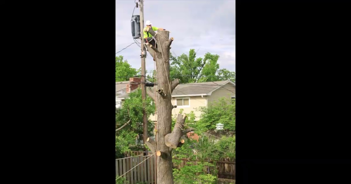 UG Tree Service LLC.mp4