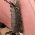 Banded Tussock Moth Caterpillar