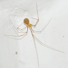 Cellar Spider / Aranha-de-Porão