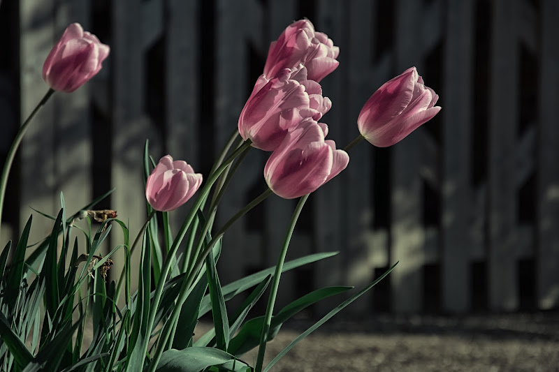 Tulips in the wind di Barbara Surimi