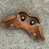 Polyphemus Moth