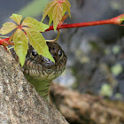 Northern Water Snake