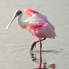 Roseate Spoonbill