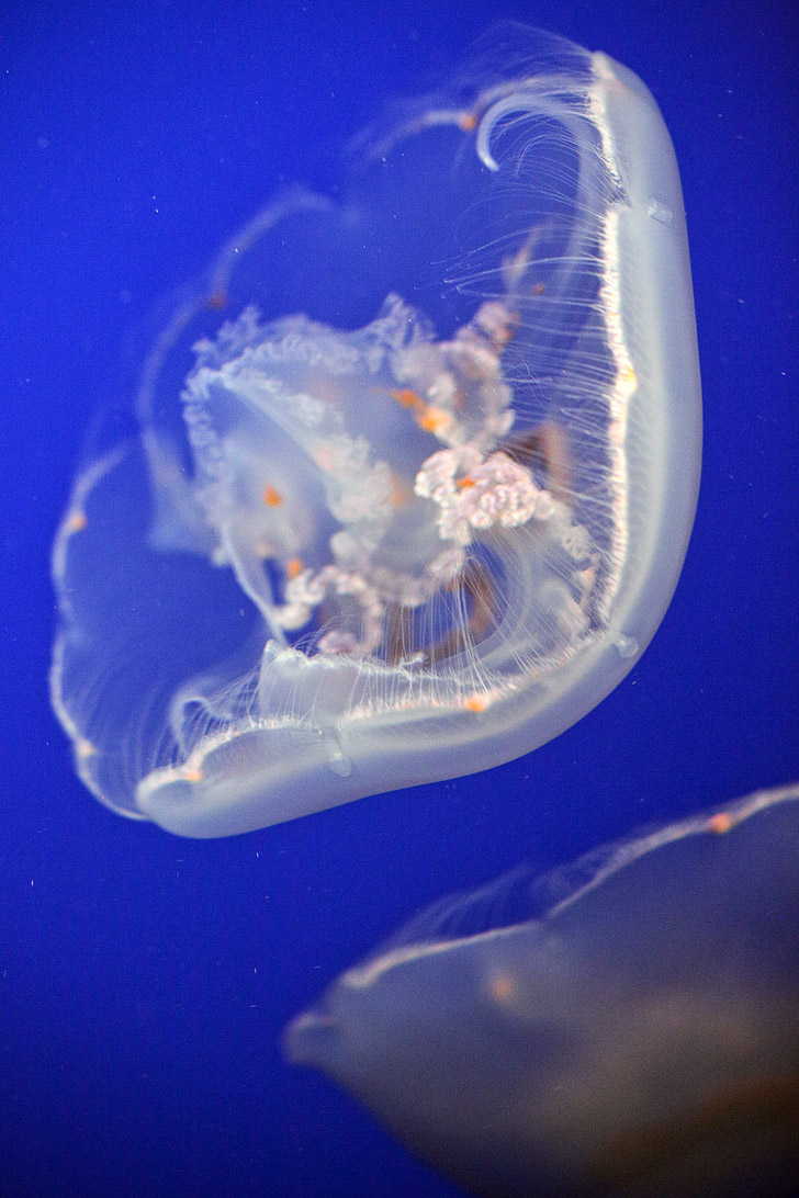 Moon Jellyfish Images (13 remarkable species of jellyfish at the Monterey Aquarium)