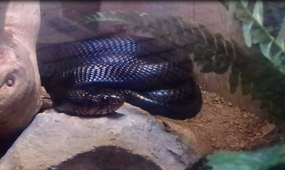 Eastern Indigo Snake