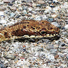 Philippine Whipsnake