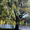 Weeping Willow