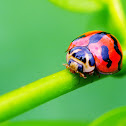 Lady bug