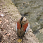 Ringed Teal