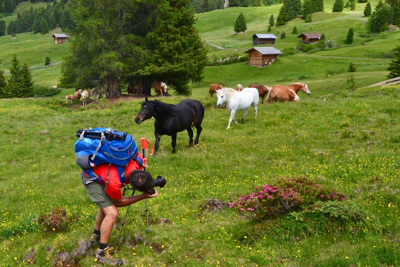 Scatto equino di giuseppedangelo