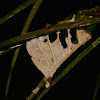 Planthopper