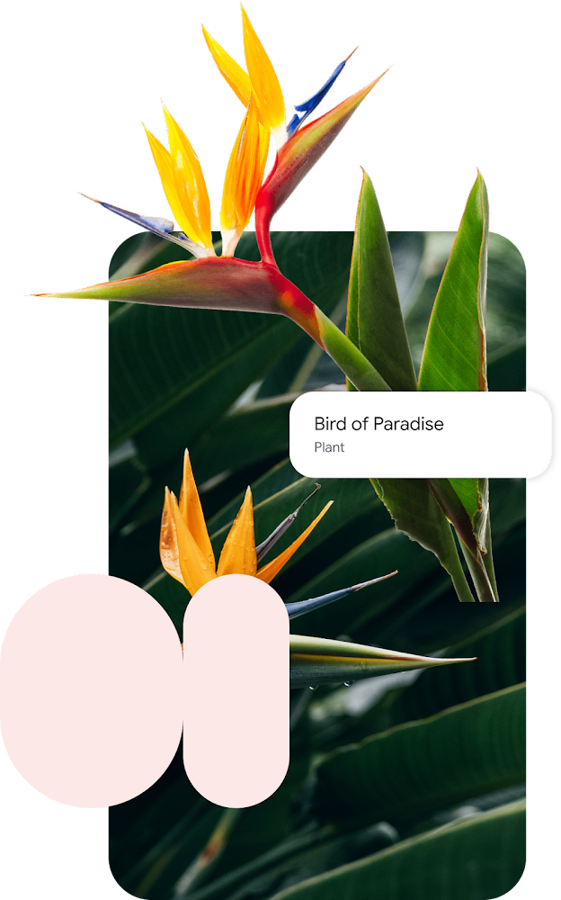 An image of a Lens identify use case showing Birds of Paradise plants with overlaying pink shapes and a product card.