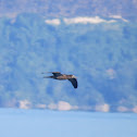 Brown booby