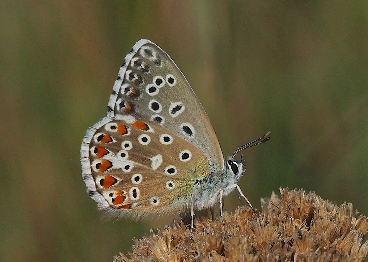 Adonis Blue