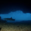 White Tip Reef Shark