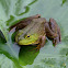 American Bullfrog (Medium-sized)