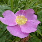 Nootka Rose