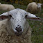 Domestic sheep