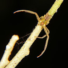 Triangular Crab Spider