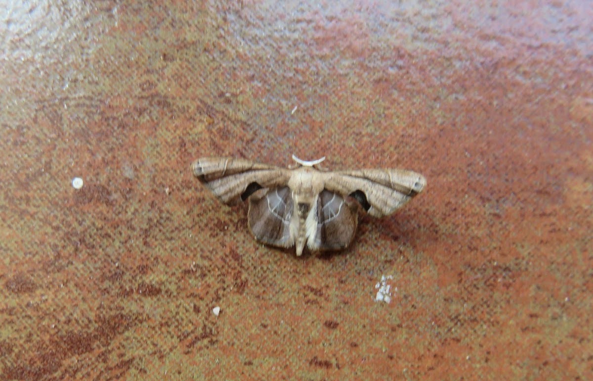 Moth