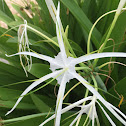 Spider Lily