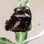 Jacintha Eggfly